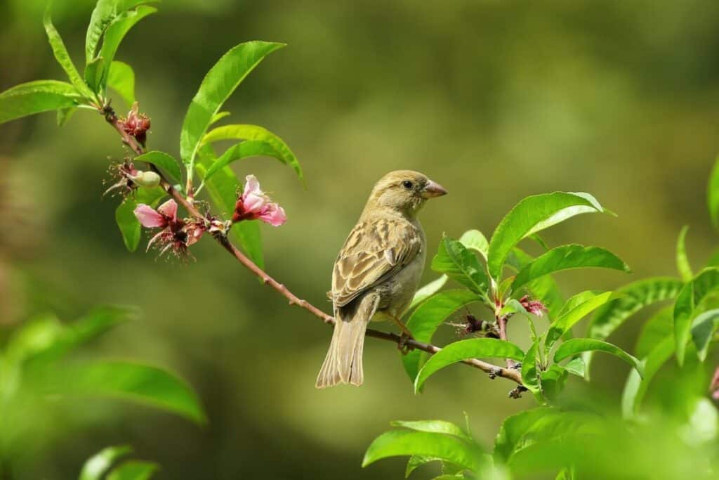 bird-wake-up-timings-in-the-morning-read-this-first-birding-outdoors