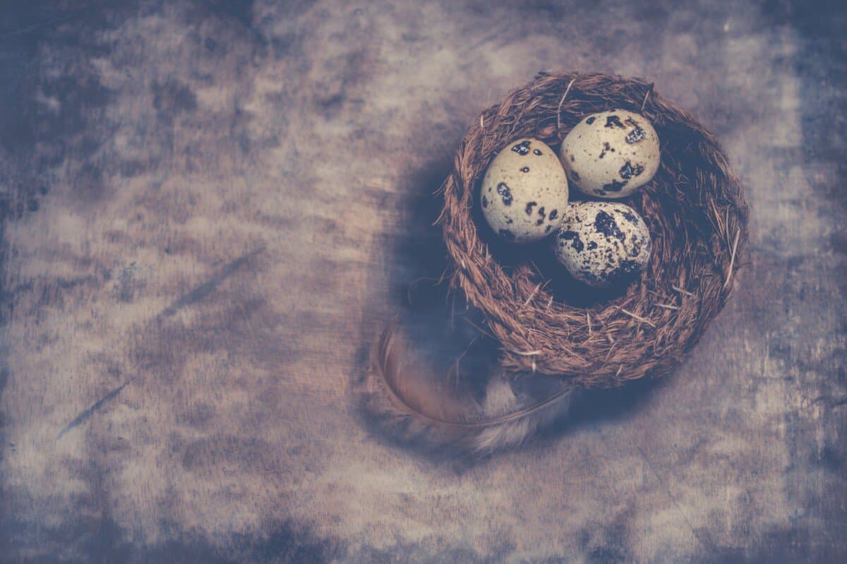 close up photography of quail eggs on nest