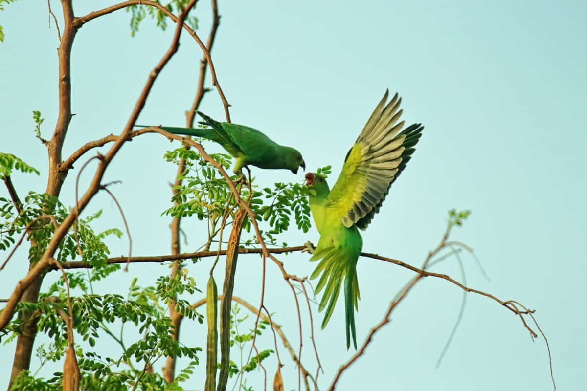 two green parrots
