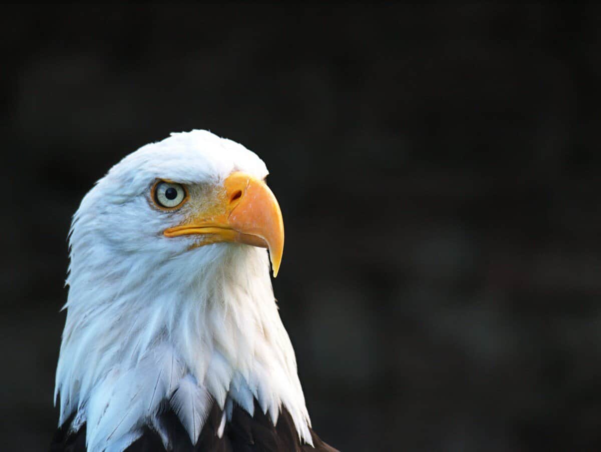 american eagle photo