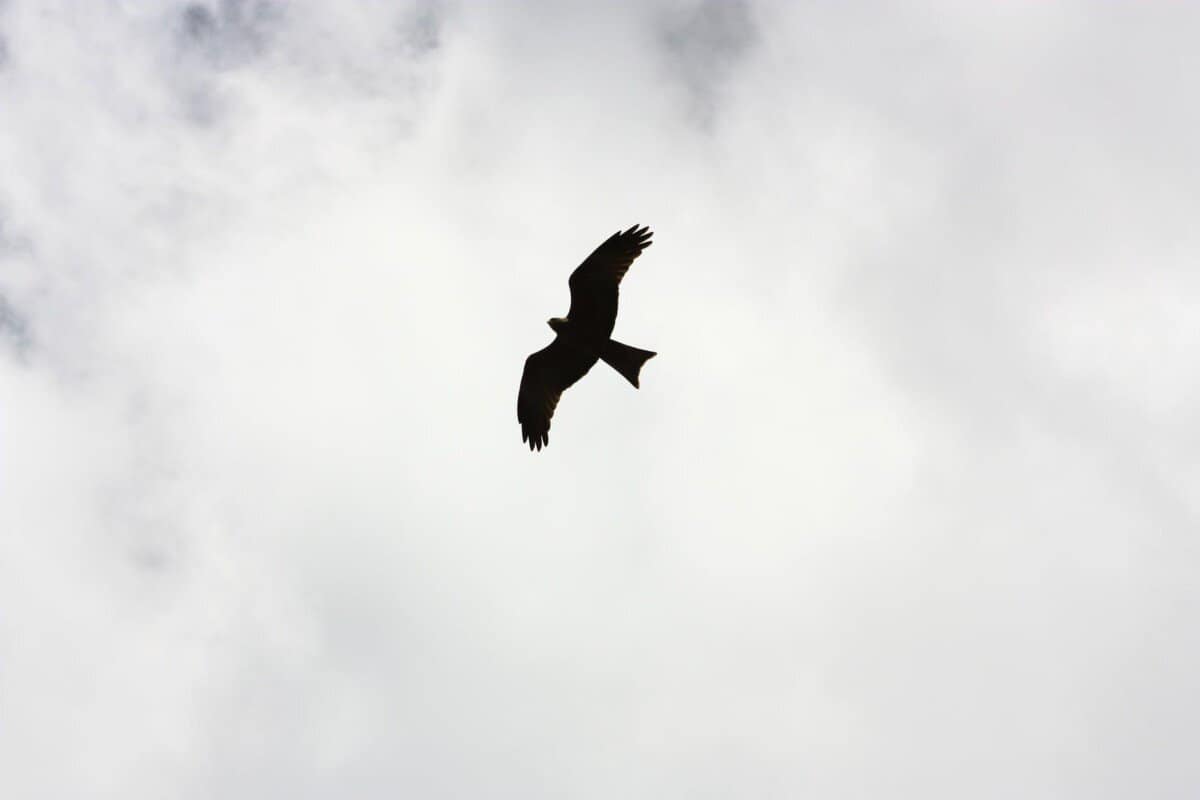 silhouette of bird flying