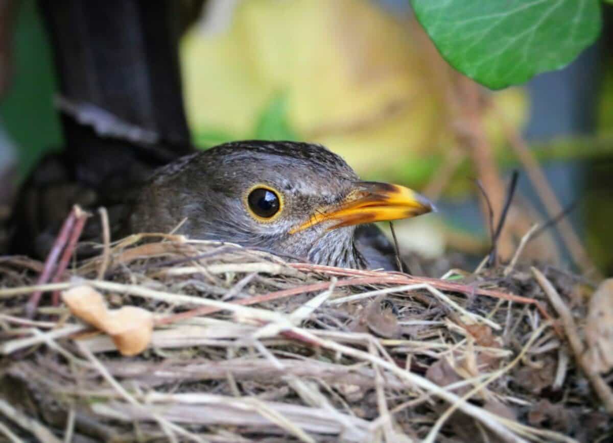 Do Birds Lay Eggs All Year? (Must-Read SURPRISING Answer!) – Birding