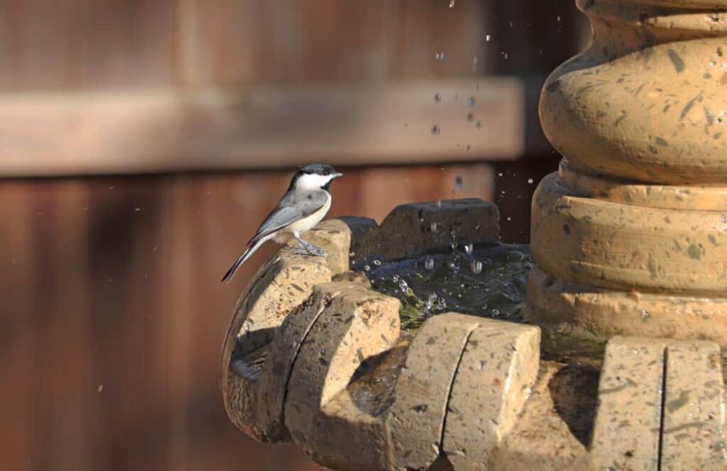 do-bird-baths-need-to-be-elevated-answered-table-birding-outdoors