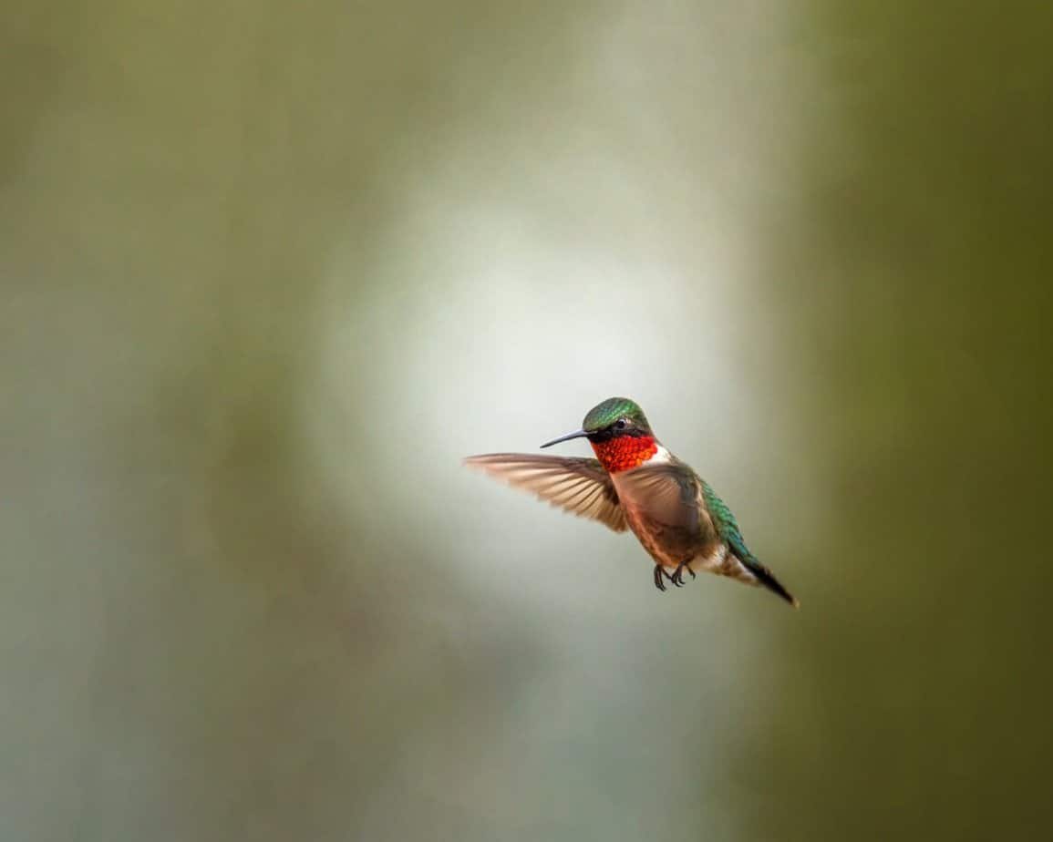 flight bird animal blur