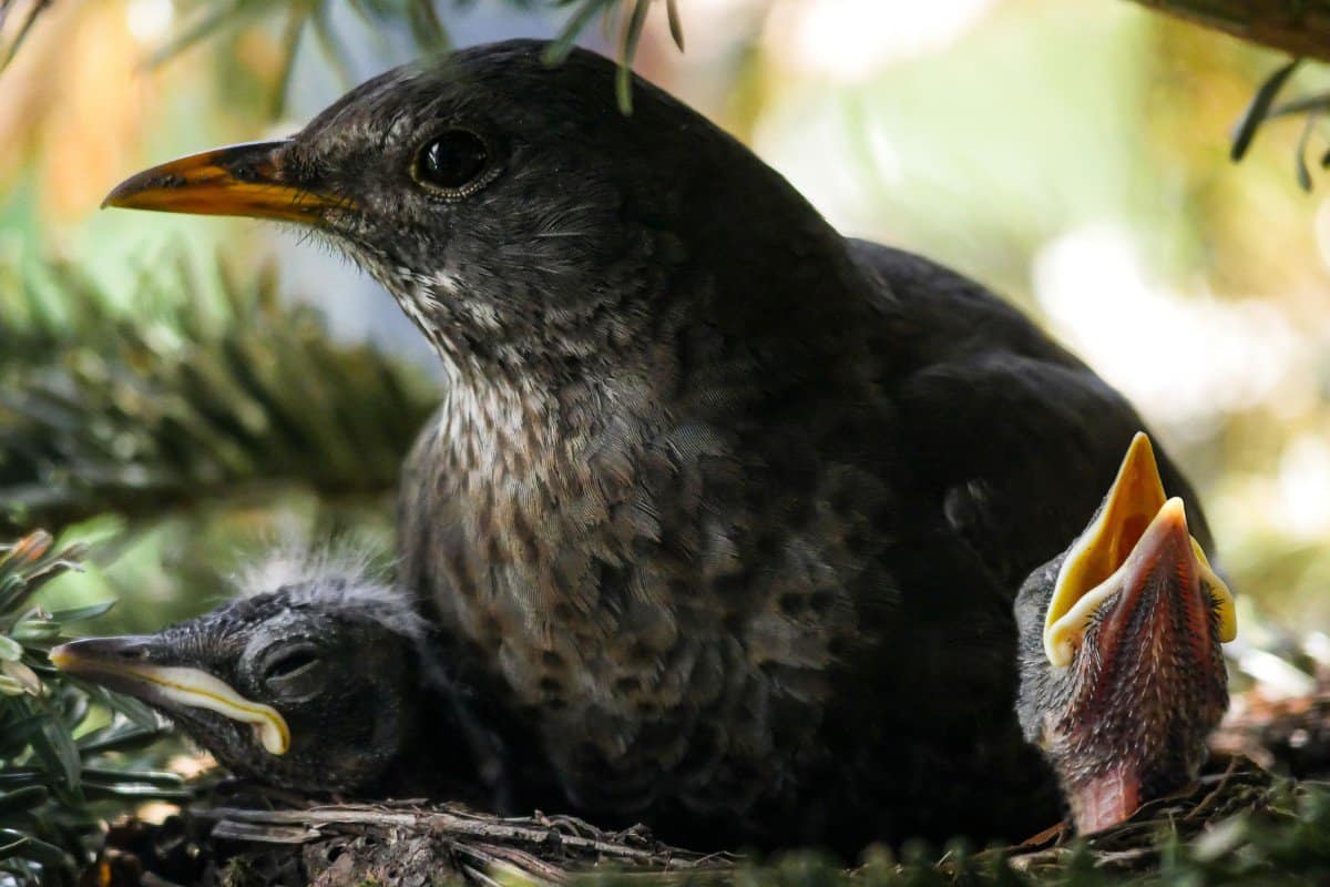 How Often Do Birds Poop? (SURPRISING Answer! + FAQs) Birding Outdoors