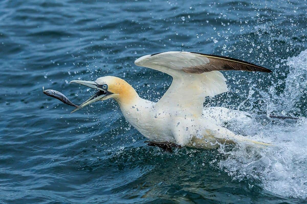 Can Birds Swim? (And 3 SURPRISING Ways They Do So!) – Birding Outdoors