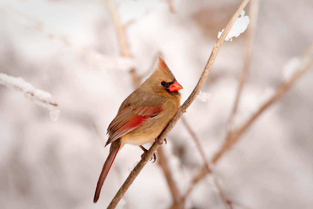 why-do-some-birds-stay-for-winter-8-surprising-reasons-birding