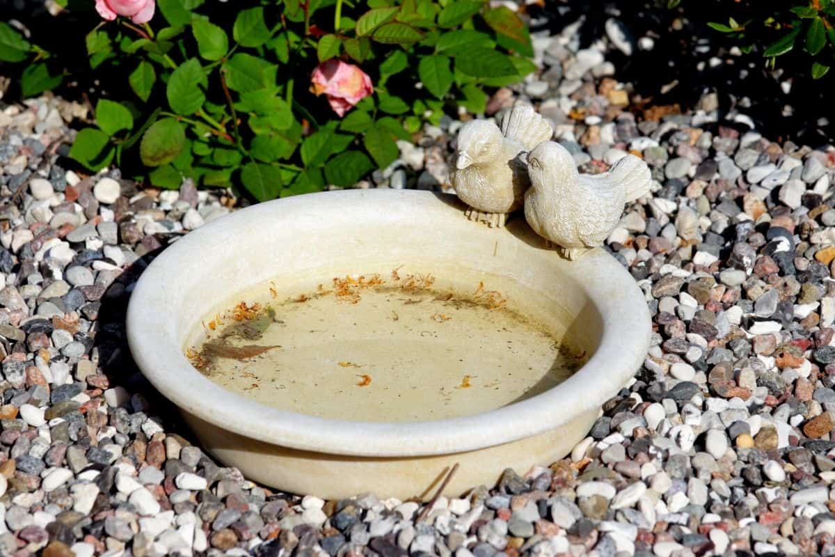 How To Keep Bird Bath Water Clean (With 10 SIMPLE Steps!) Birding