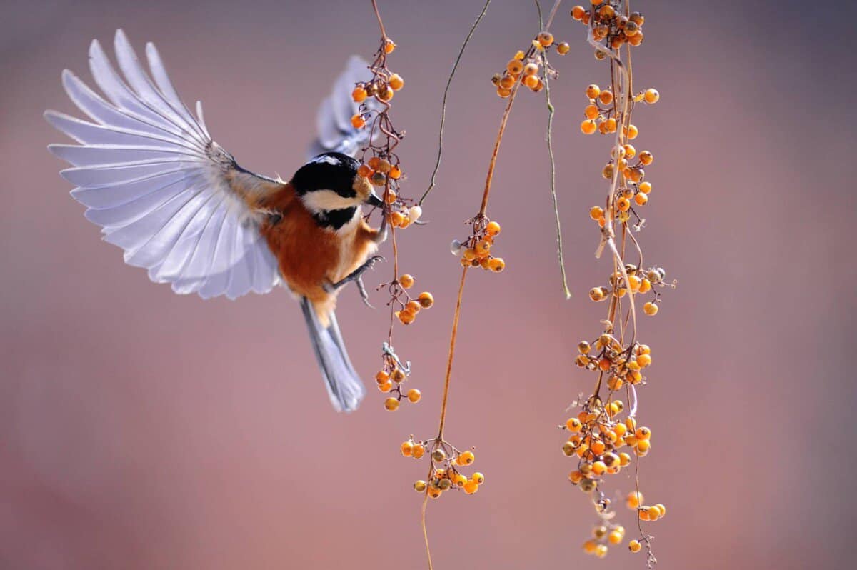 what is the difference between birding and bird watching