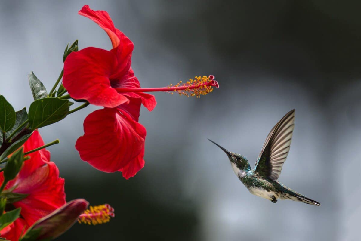 brown hummingbird selective focus photography