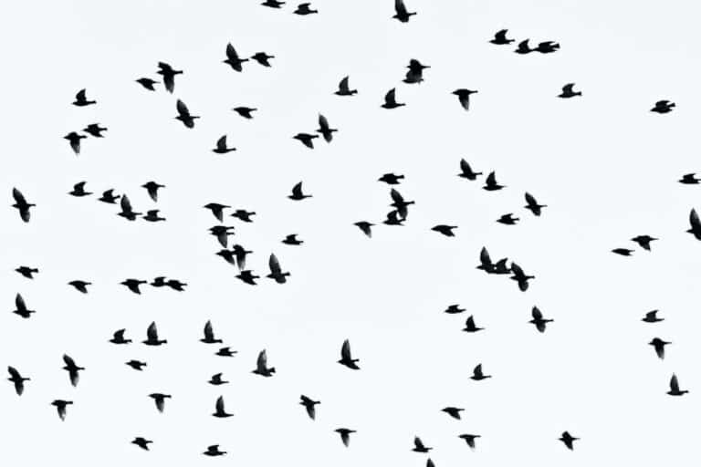 Do Birds Ever Crash Into Each Other? (ANSWERED!)