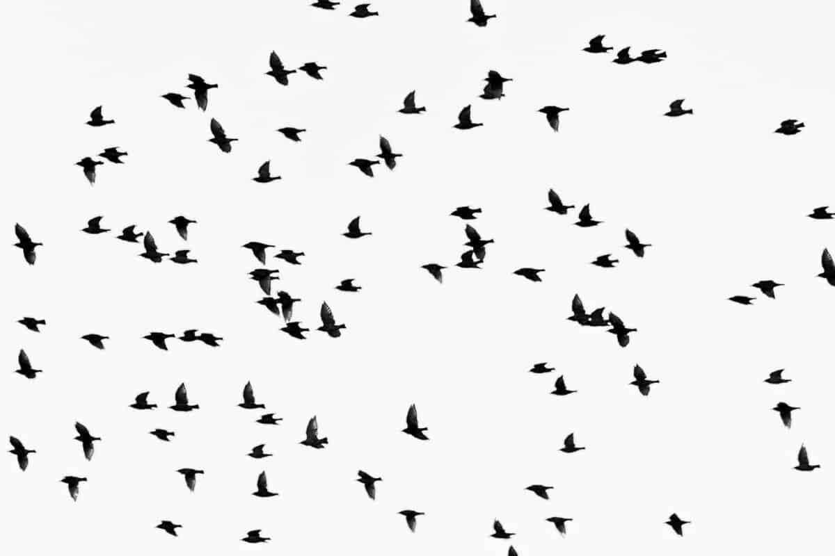 low angle photography of flock of flying birds