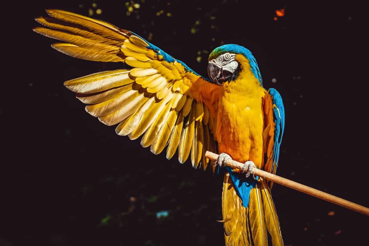 photo of yellow and blue macaw with one wing open perched on a wooden stick