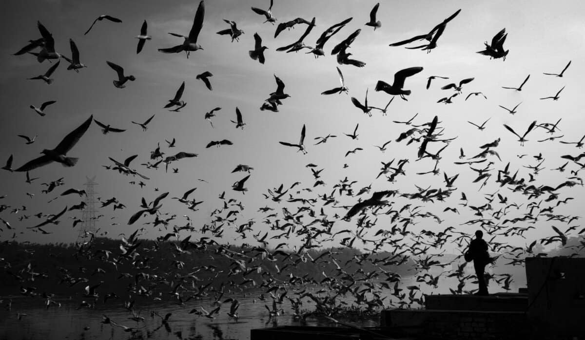 monochrome photo of birds flying