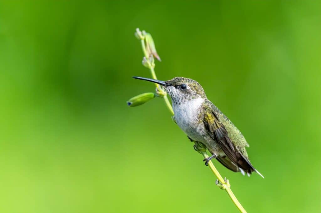 what-time-do-birds-wake-up-a-biologist-explains-in-full-birding