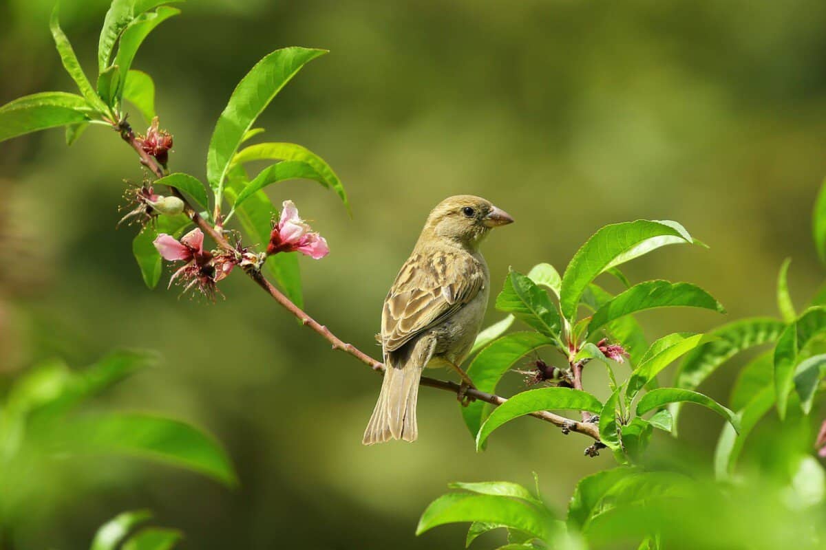 What Time Do Birds Wake Up? (A Biologist Explains In Full!) - Birding ...