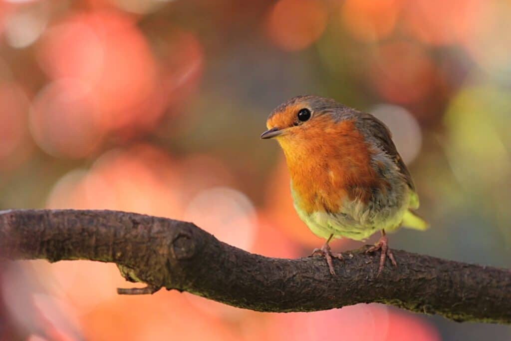 what-time-do-birds-wake-up-a-biologist-explains-in-full-birding