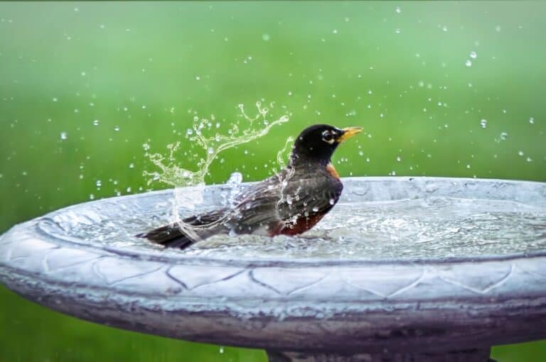 Water Level Depth For Bird Baths: Guidelines and tips!