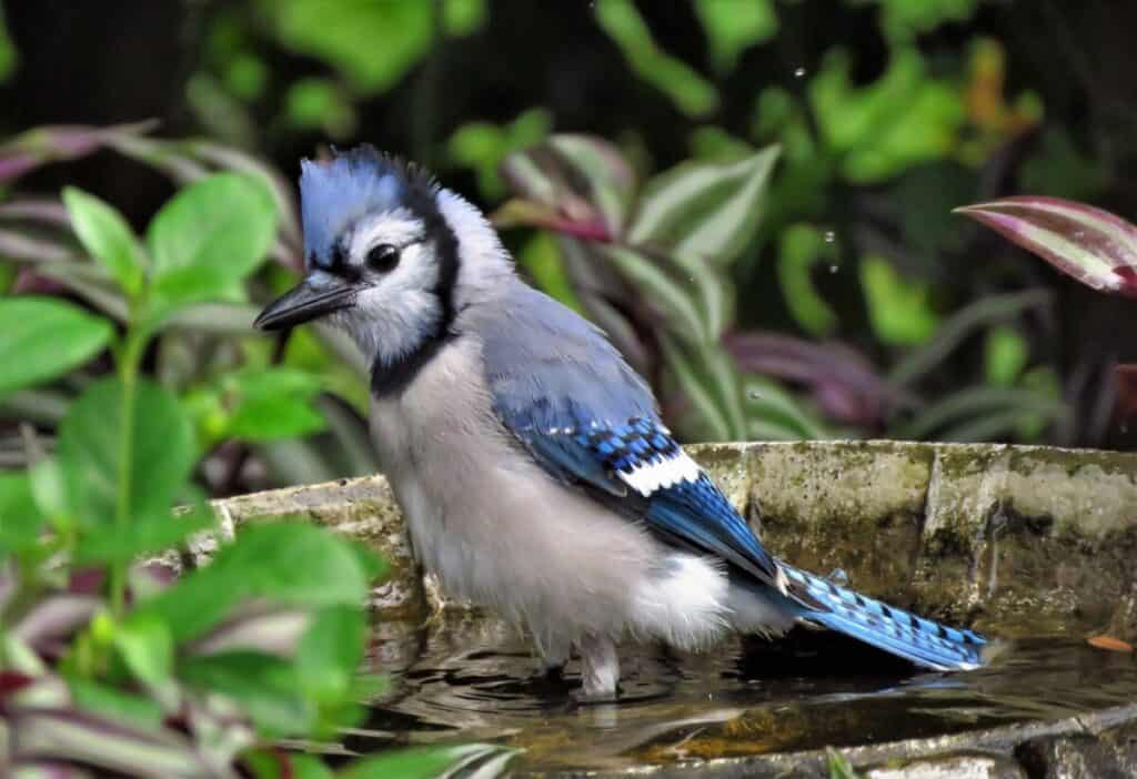 depth of bird bath