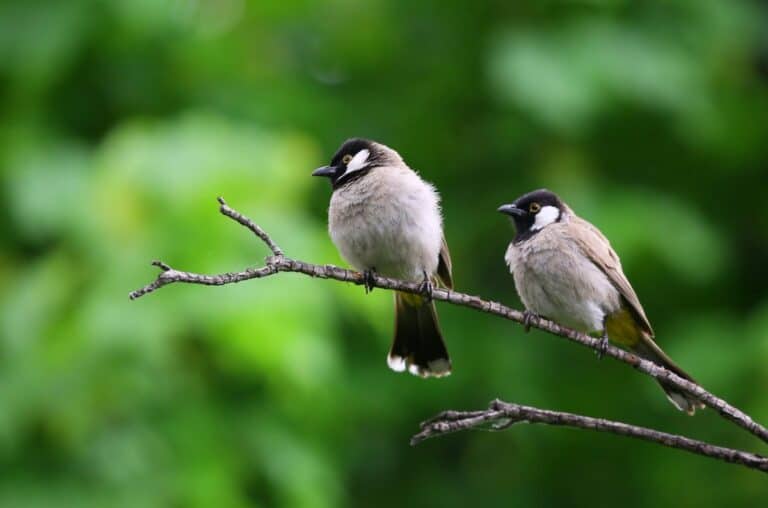 Top 10 Convincing Reasons To Start Bird Watching Today