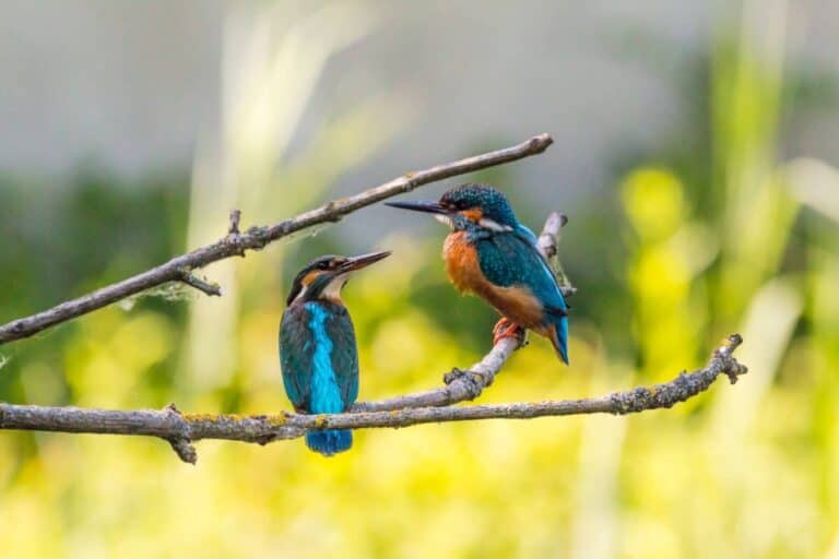 Bird Watching Singapore: 11 Hidden Gem Birding Spots!