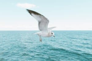 seagull in clear sky over sea