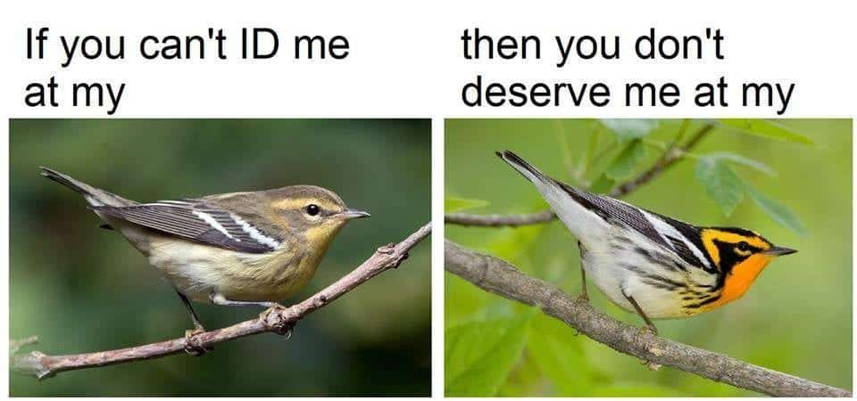 20 Funniest Bird Watching Memes (Guaranteed to laugh!) – Birding Outdoors