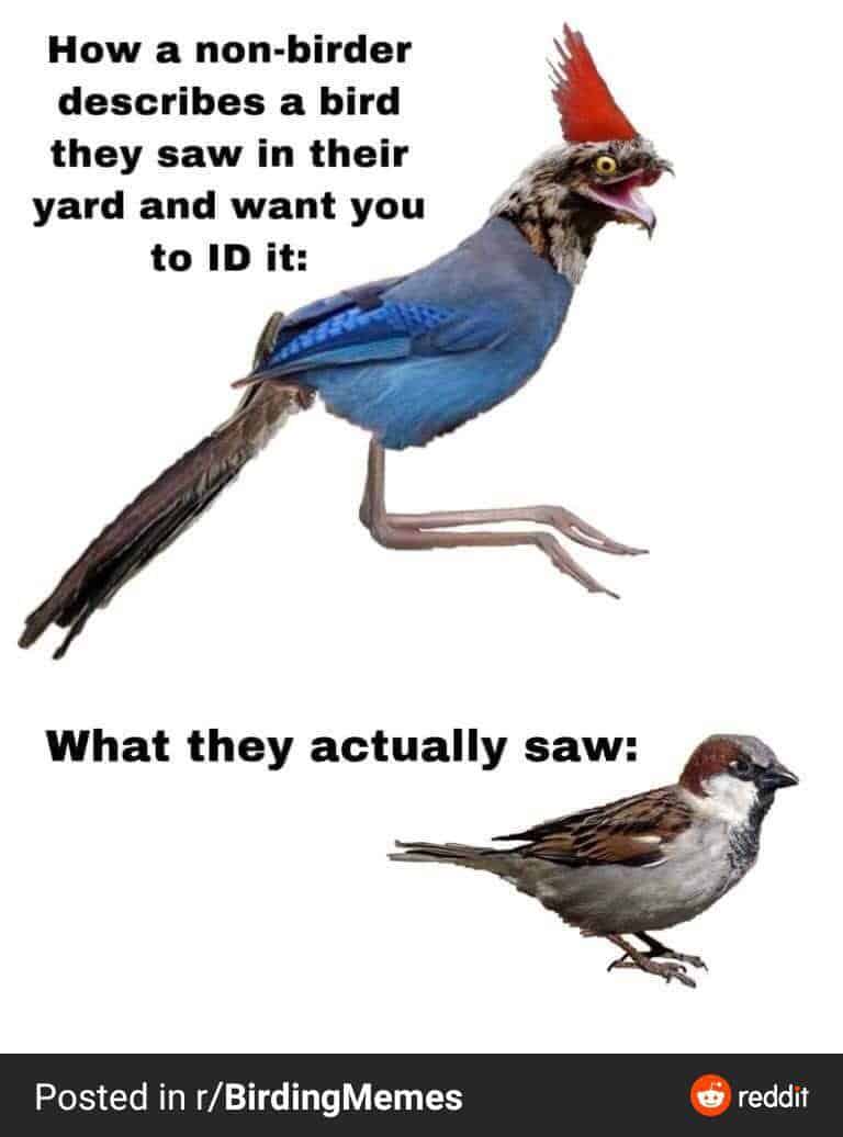 20 Funniest Bird Watching Memes (Guaranteed to laugh!) - Birding Outdoors