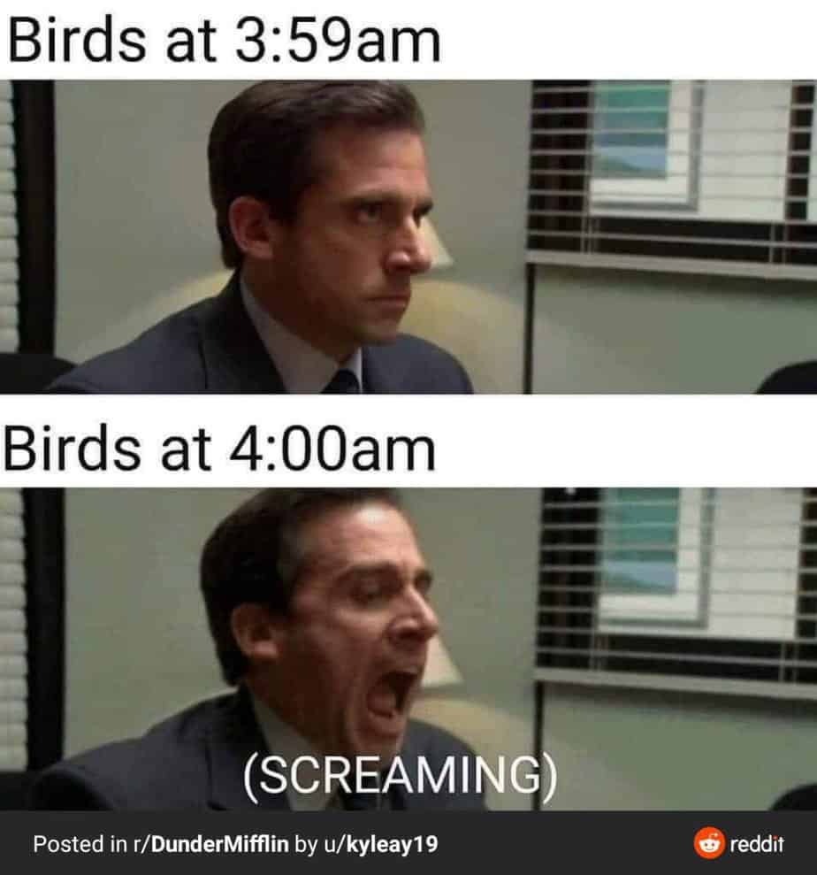 20 Funniest Bird Watching Memes (Guaranteed to laugh!) - Birding Outdoors