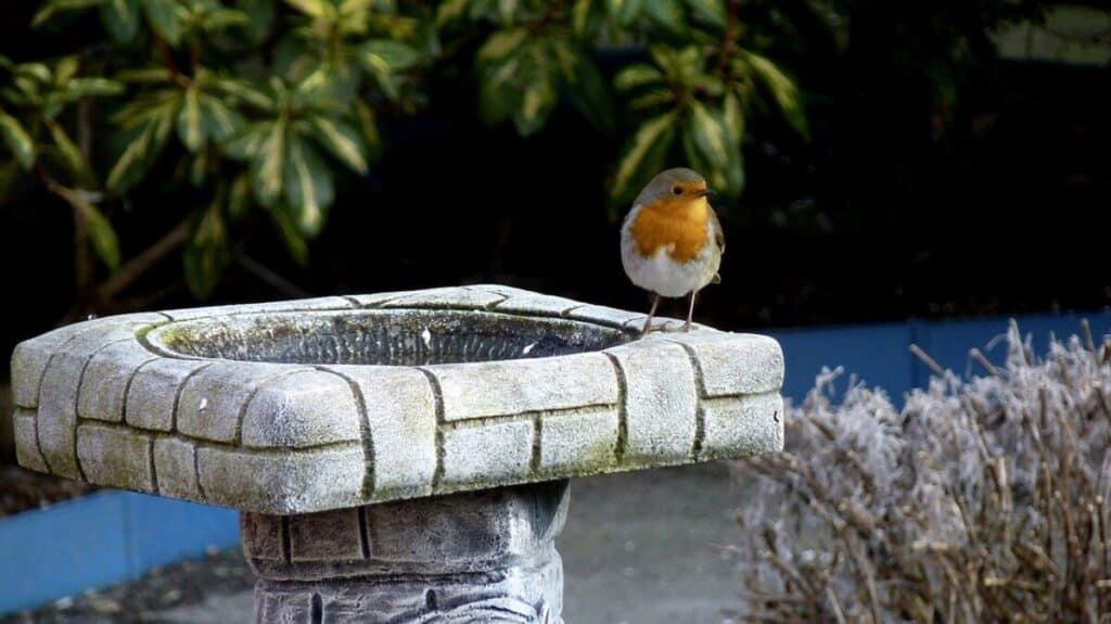 Safe Paint For Bird Baths A Helpful Starter Guide + Table Birding