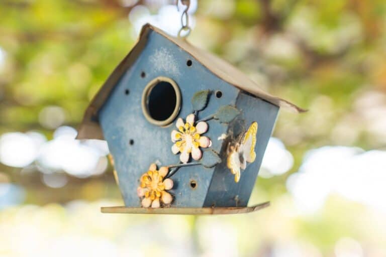 The Best Location For A Bird House (With Helpful Examples)