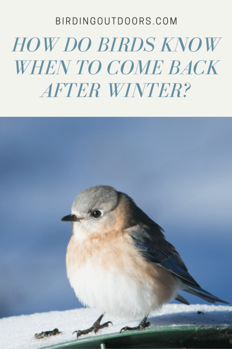 4 Ways Birds Know When To Return After Winter (Proven!) - Birding Outdoors