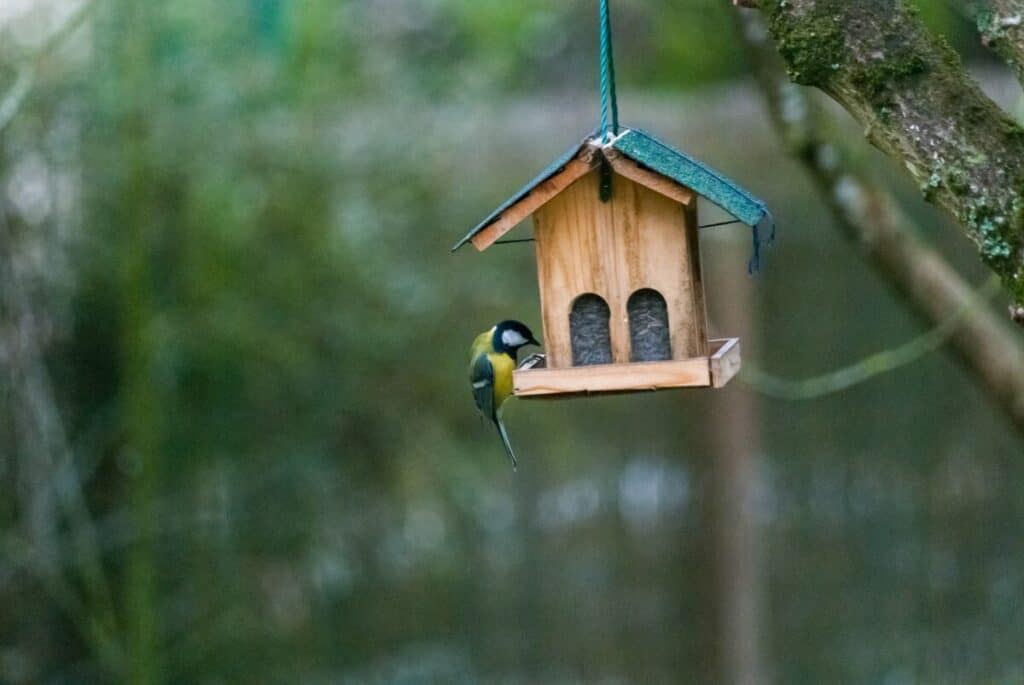 What Size Should A Bird Box Be? (Dimension Table Included)