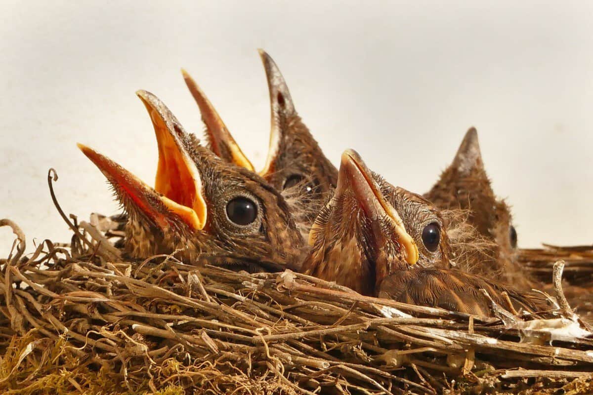 Beginner's Tips For Identifying Backyard Bird Nests