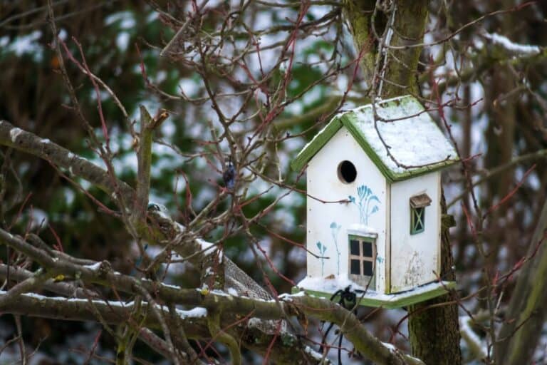 Do You Need To Put Anything In A Bird Box? (ANSWERED!)