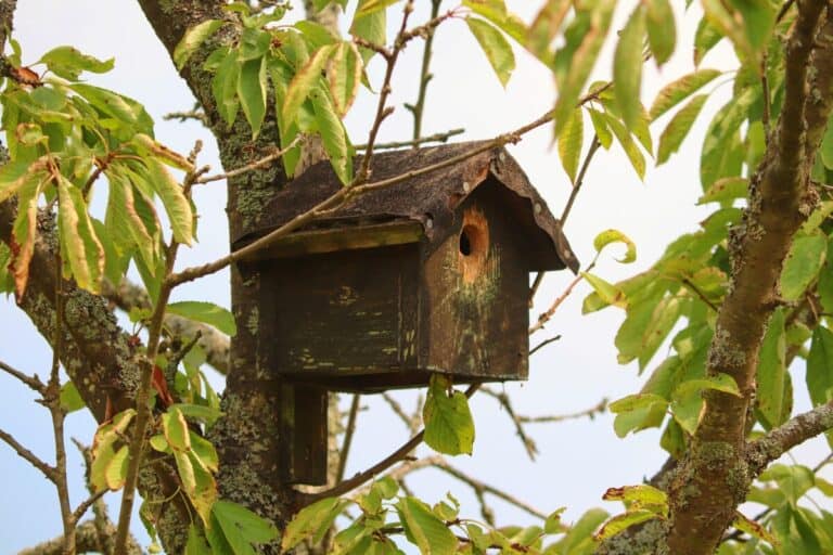 What Size Should A Bird Box Be? (Dimension Table Included)