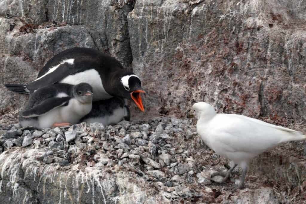 How Do Birds Protect Themselves? (7 SURPRISING Ways!) - Birding Outdoors