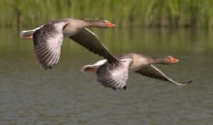 Do Birds Get Struck By Lightning? [ANSWERED! + FAQs] - Birding Outdoors