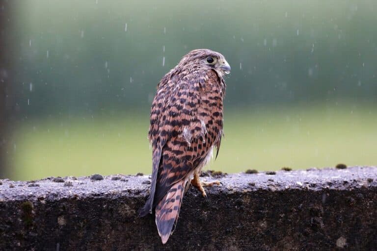 How Does Rain Affect Birding? [ANSWERED! + Advice]