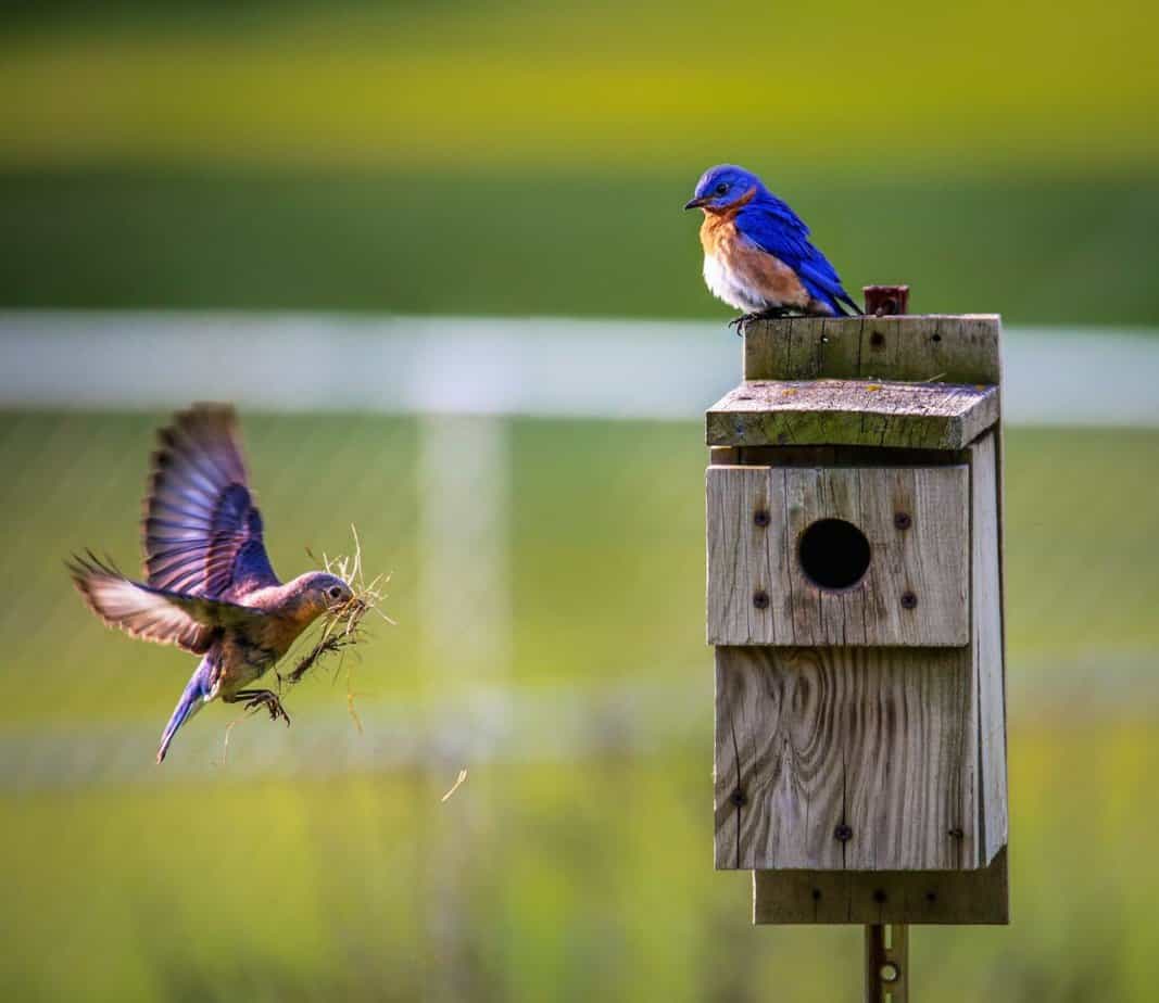 brown bird flying towards birdhouse