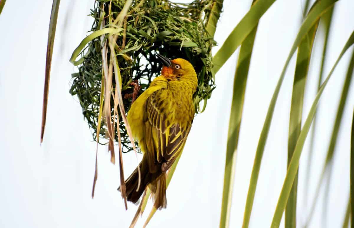 gamma photography of yellow and black bird