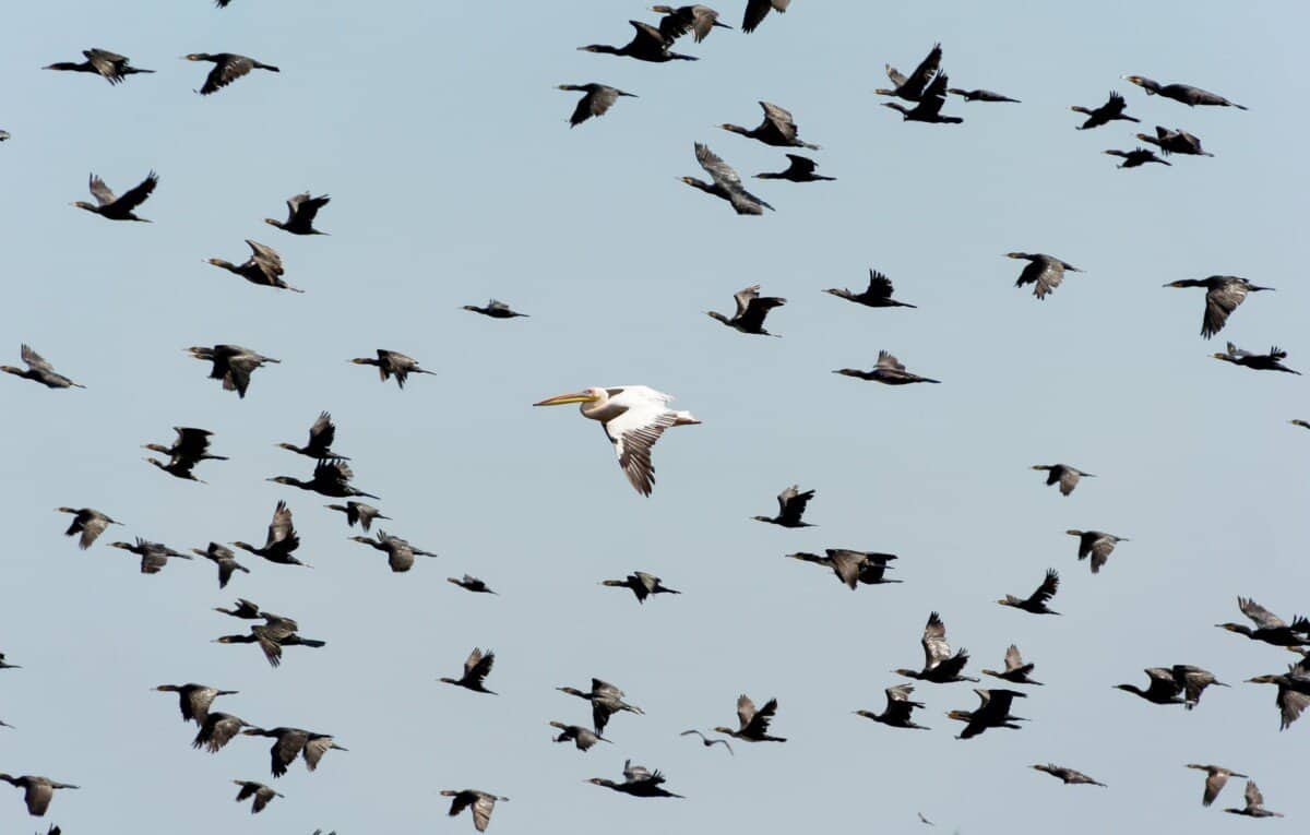 white pelican flying near flock of flying cormorants under blue sky