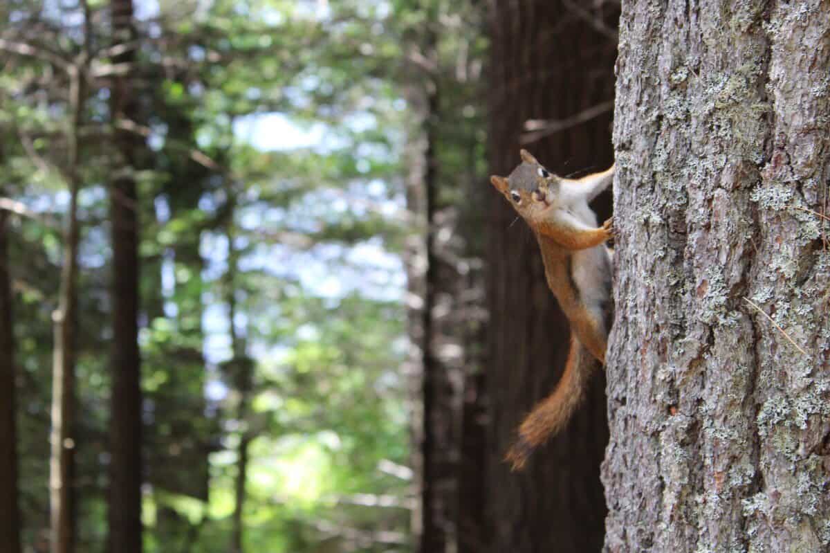 brown squirrel on gray tree trunk