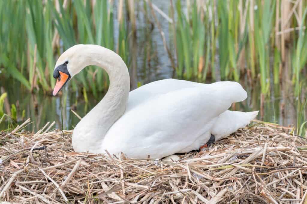 white swan brooding it s eggs