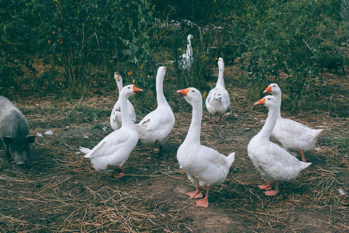 flock of white geese in countryside