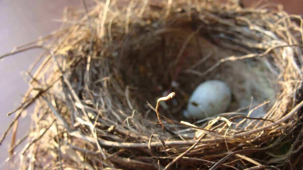 Bird Nest Identification: 5 QUICK Ways! (Read THIS First!) - Birding  Outdoors