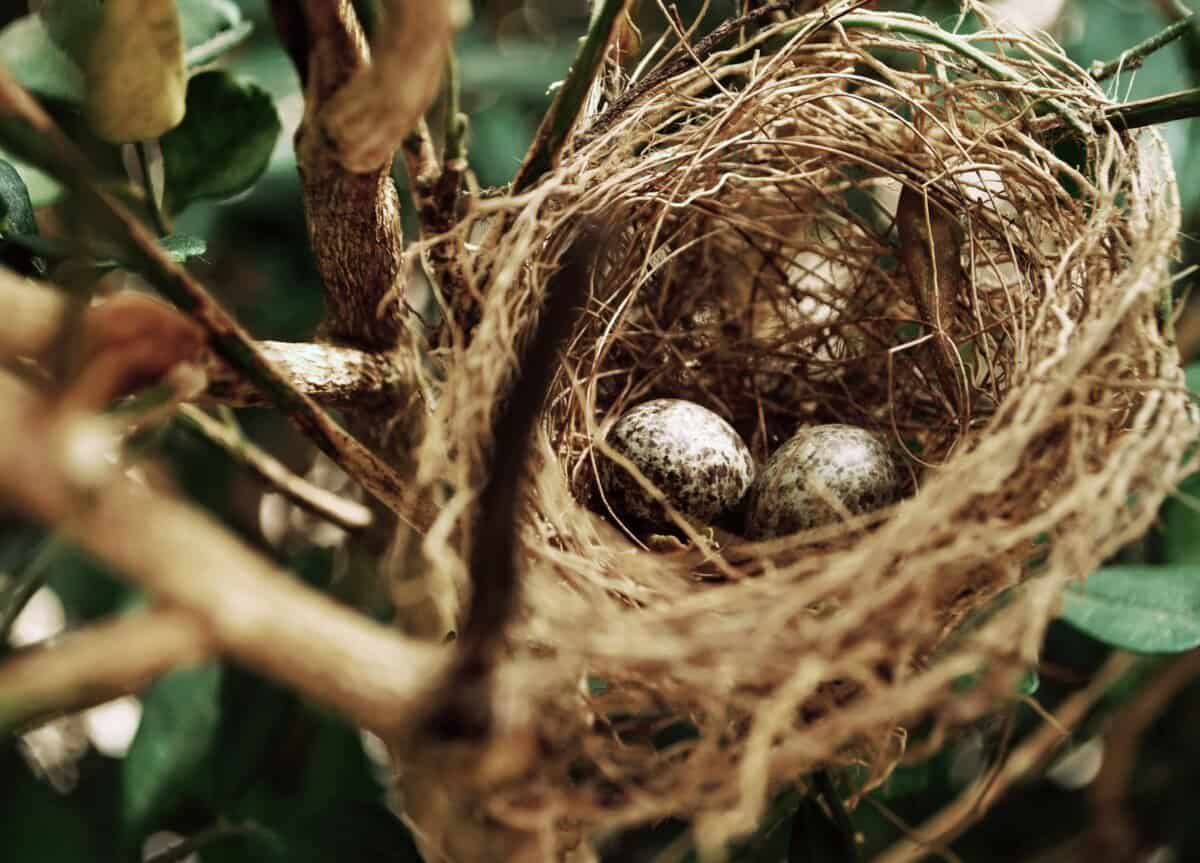 tilt shift photo of two white bird eggs on a nest