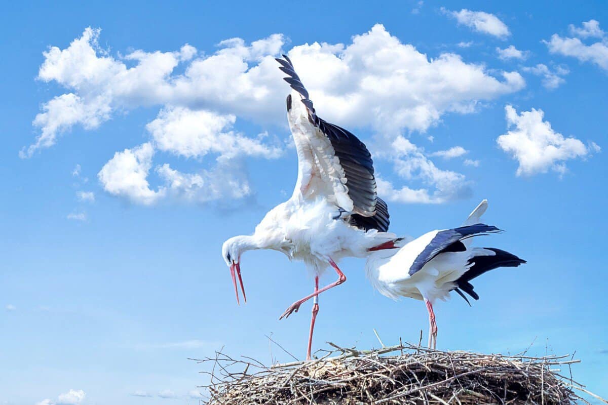 nature bird animal fly