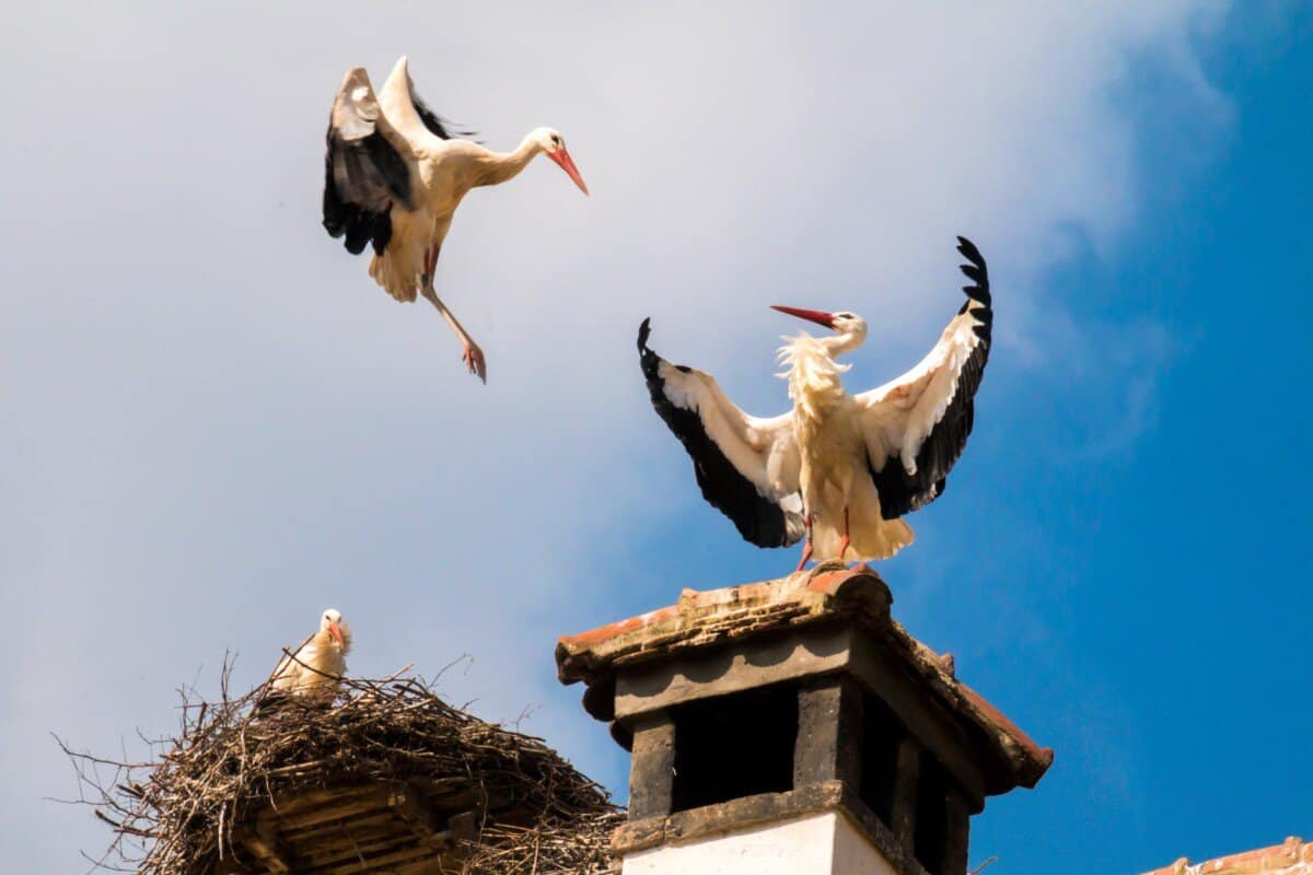 white and black standing on top of roof near another bird flying on the air under cumulus clouds during daytime