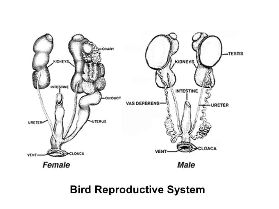 How Do Birds Mate? The COMPLETE Starter Guide! Birding Outdoors